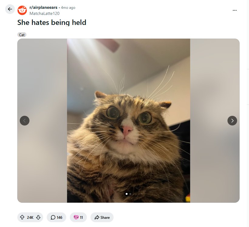 Buttercup's viral Reddit post with 24K upvotes